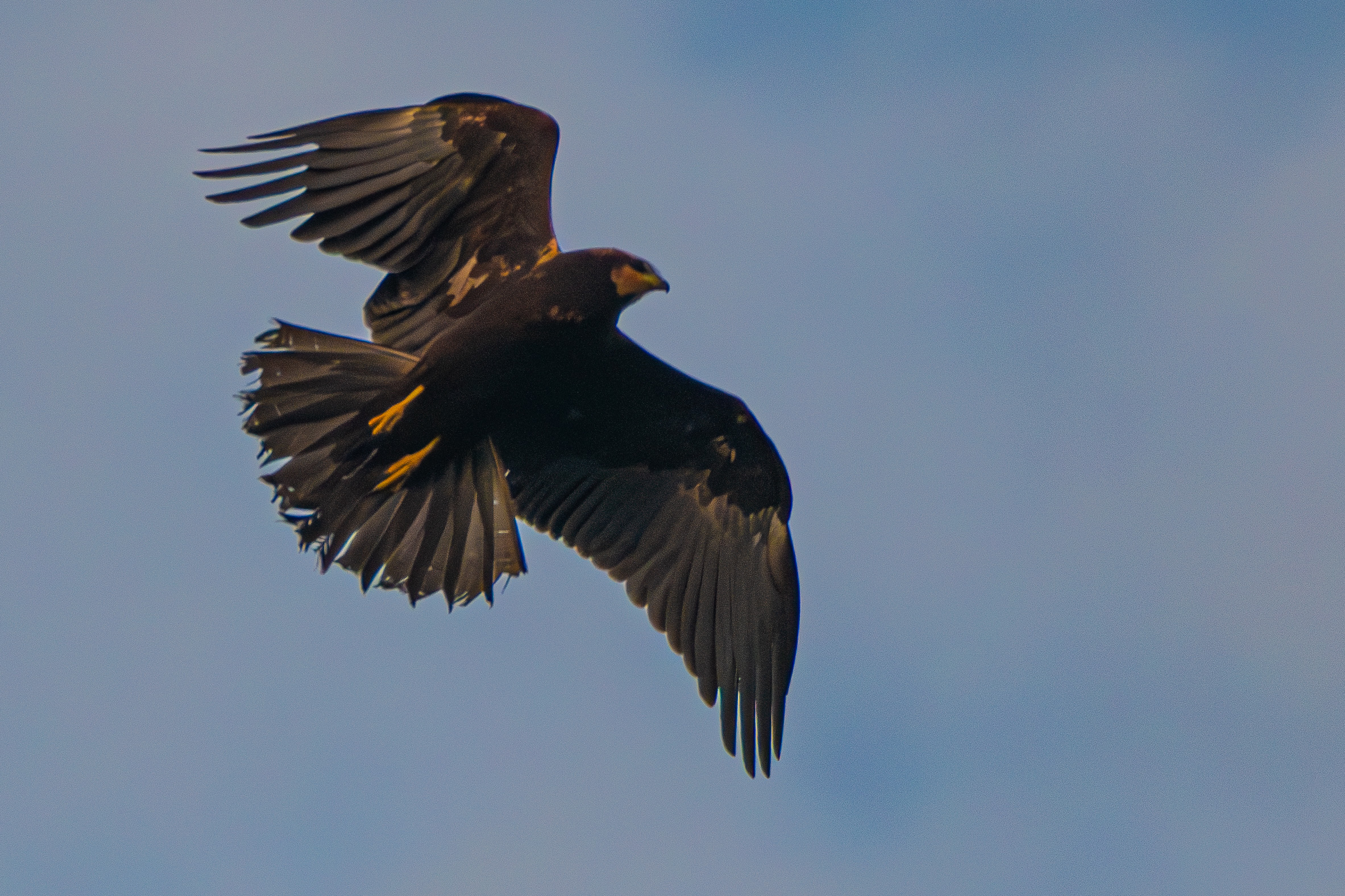 Busard des roseaux (Western marsh harrier, Circus aeruginosus), juvénile chassant sur le Dépôt 53 de la Réserve naturelle de Mont-Bernanchon l(Hauts de France) le 31 Juillet 2021. 